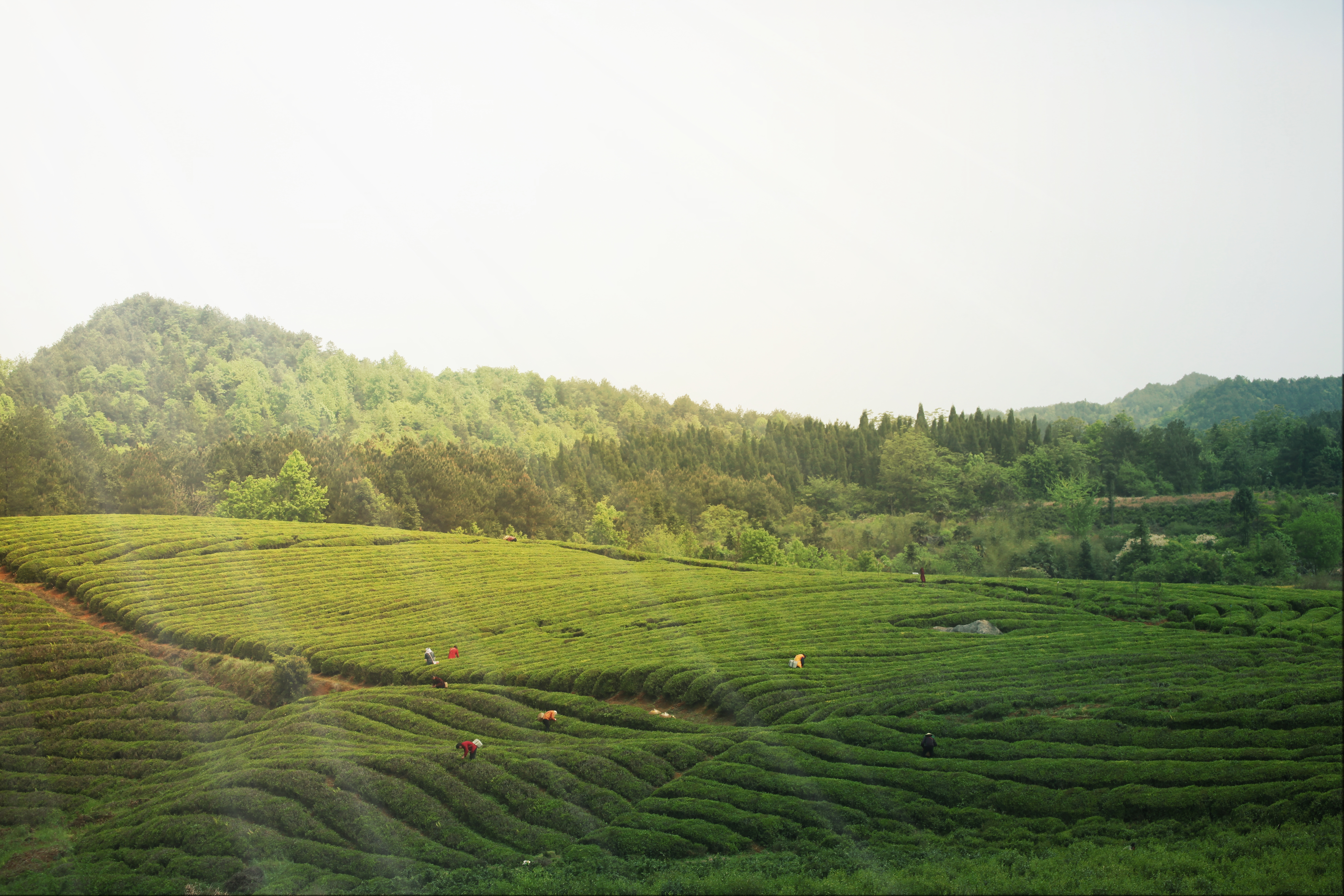 香木海團(tuán)隊(duì)參觀茶園