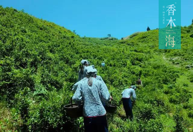 湖南安化黑茶與普洱茶的區(qū)別有哪些