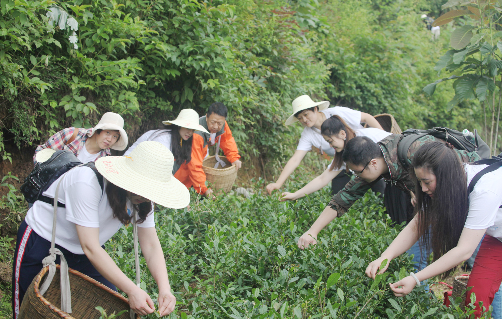 安化黑茶批發(fā)多少錢一斤，黑茶批發(fā)價格及報價[含最新價格表]